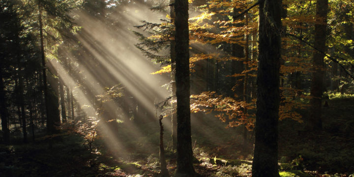 Découverte de la forêt