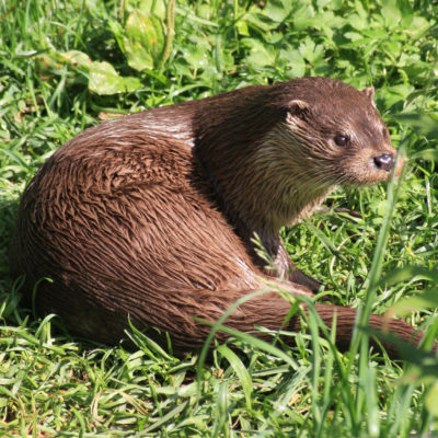 animation scolaire à la Catiche, Loutre y es-tu ?