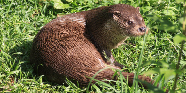 Loutre y-es-tu ?