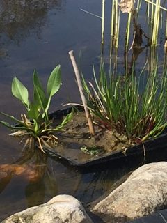 Les Alliés du jardinier