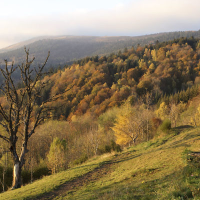 séjour en famille sur les Hautes Chaumes du Forez
