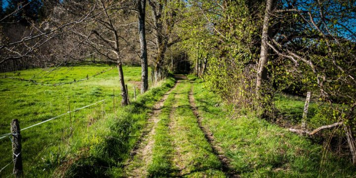 Balade A la recherche du Musicien des Bois