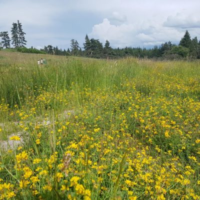 Balade et cuisine autour des plantes sauvages comestibles
