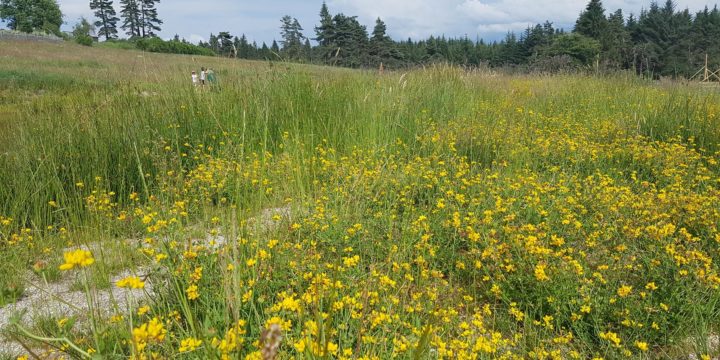 Balade et cuisine autour des plantes sauvages comestibles