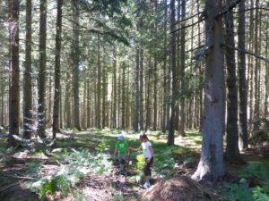 Balade et cuisine autour des plantes sauvages comestibles